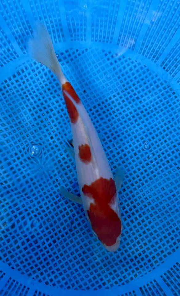 Kohaku Koi