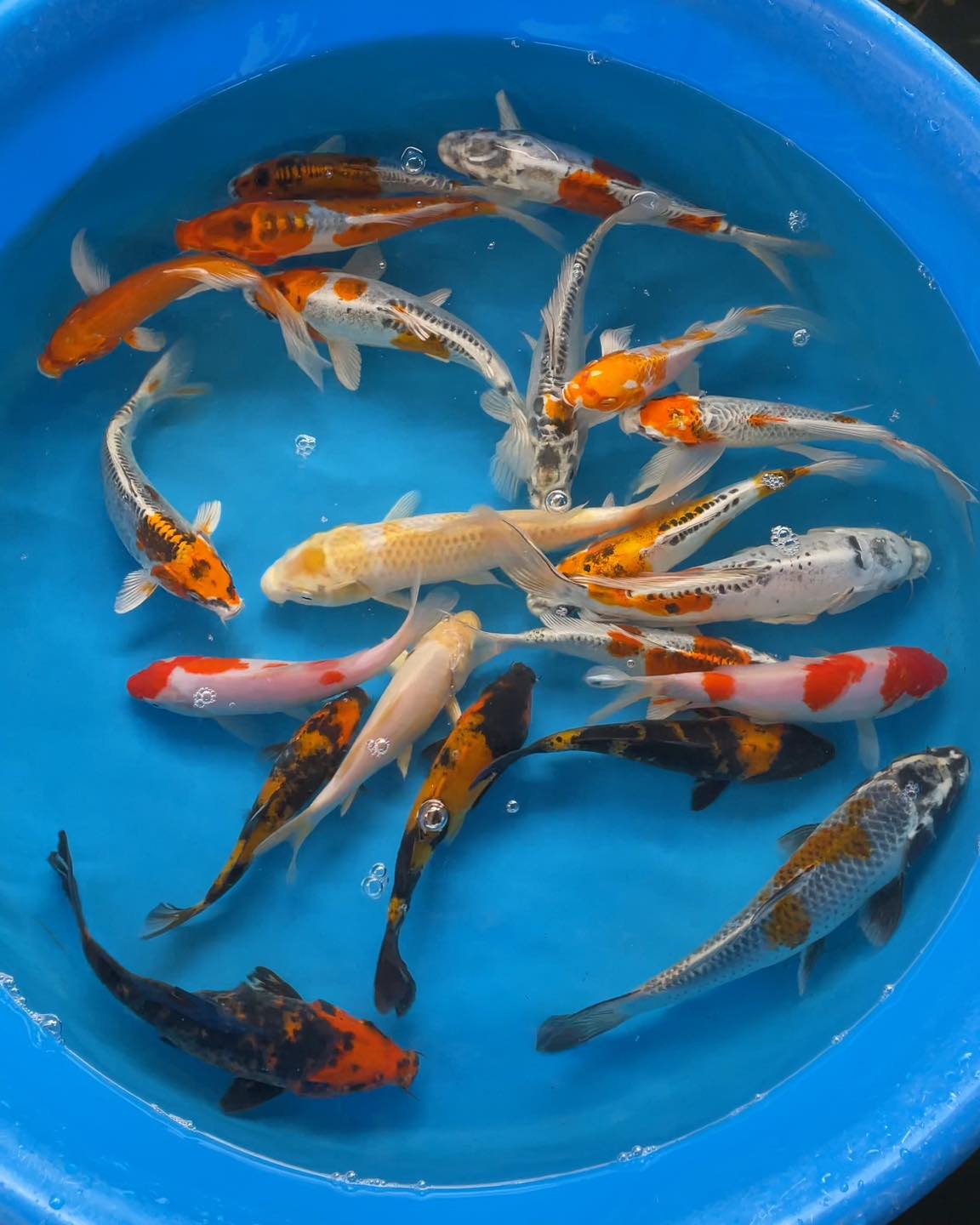 Kohaku Koi