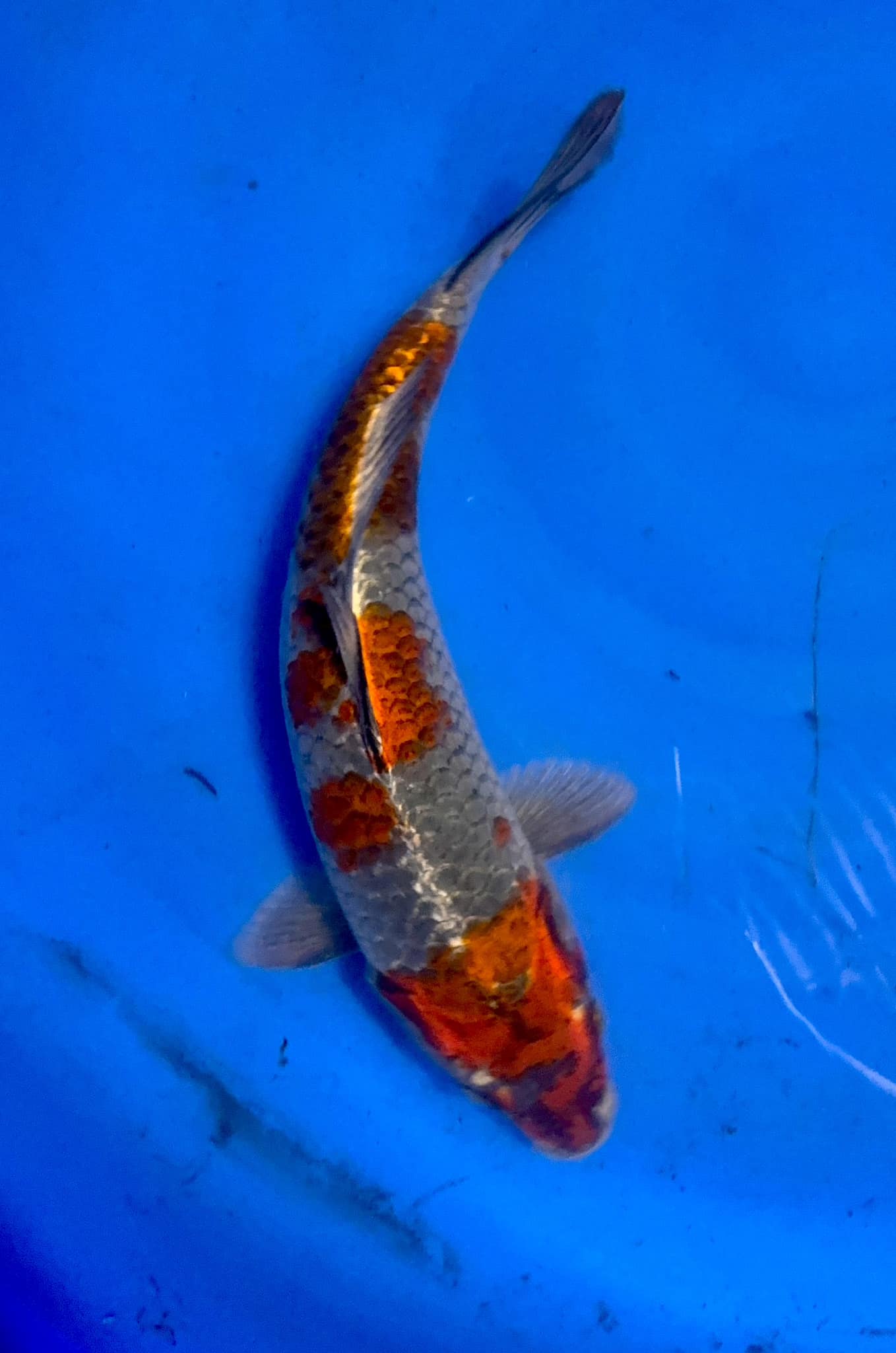Kohaku Koi