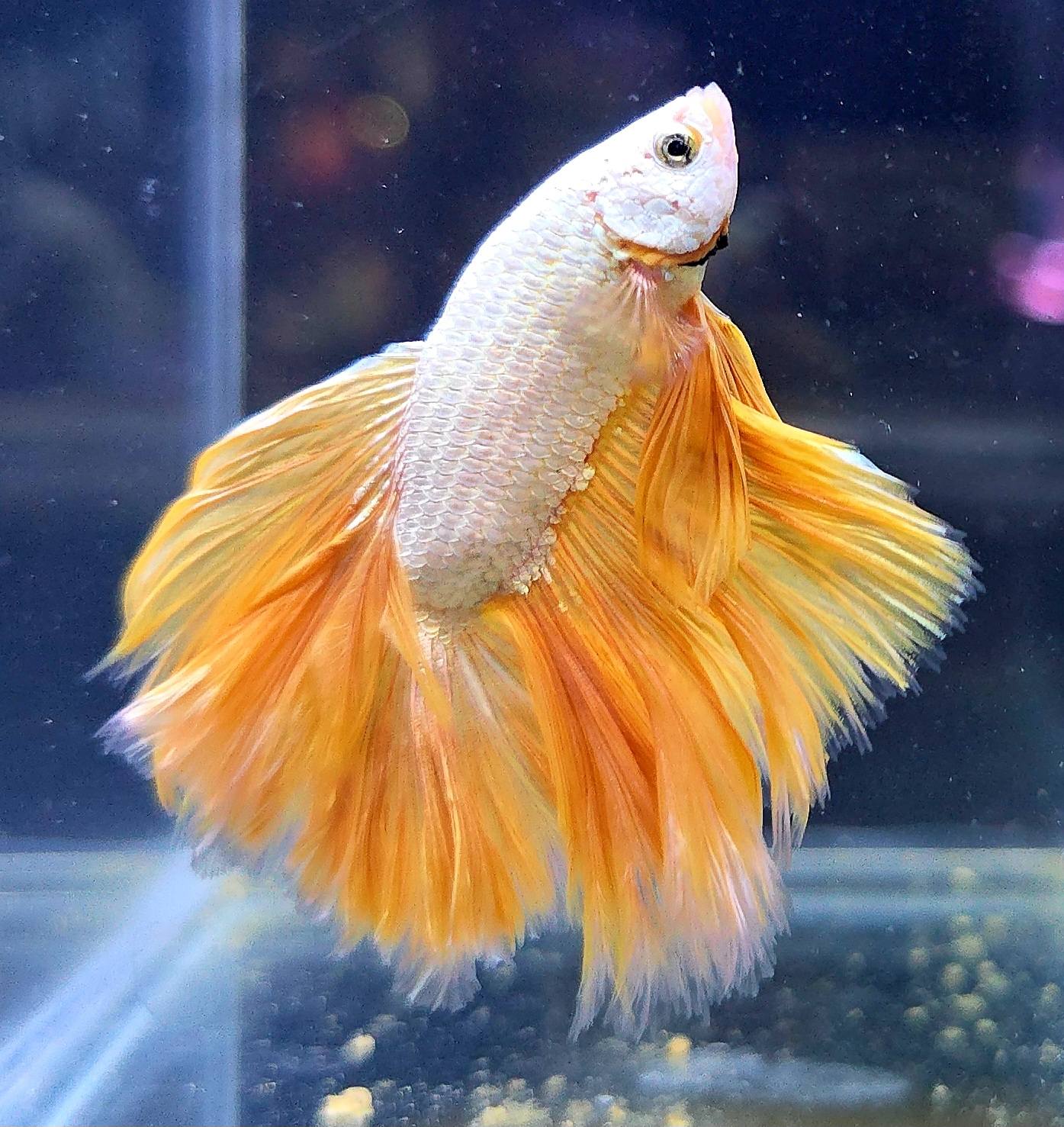 Fighting Fish