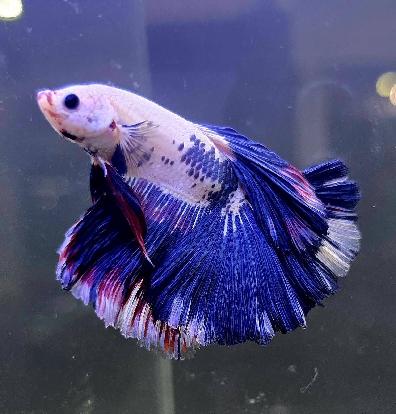 Fighting Fish