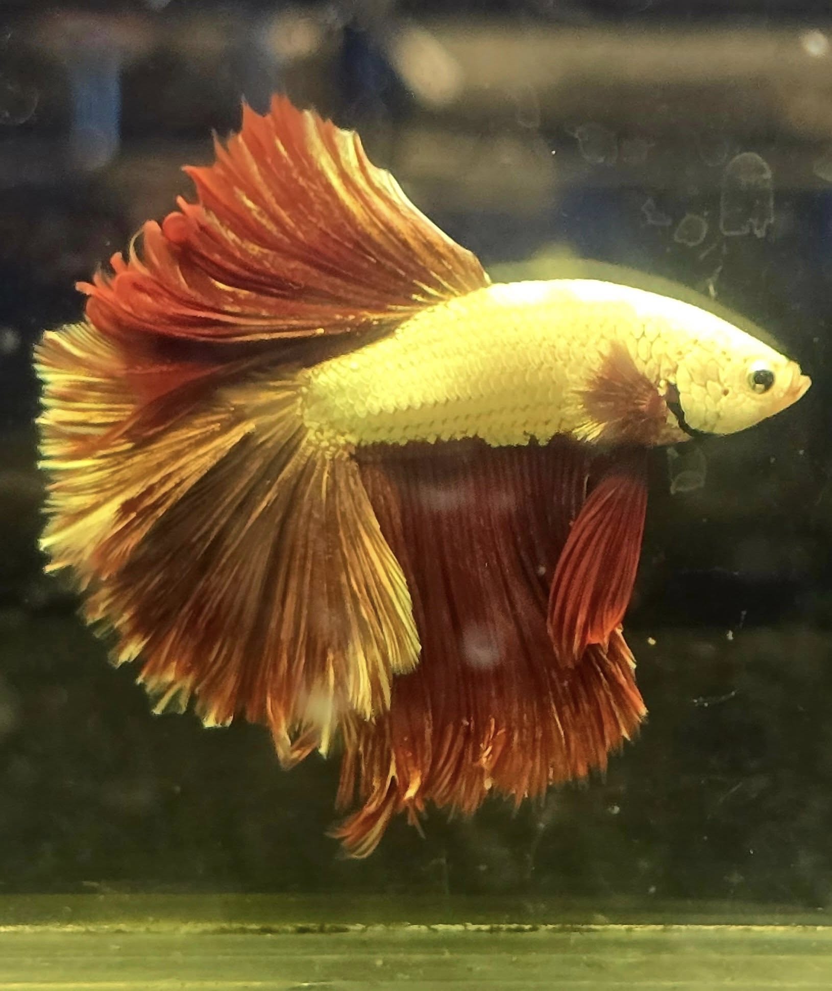 Fighting Fish