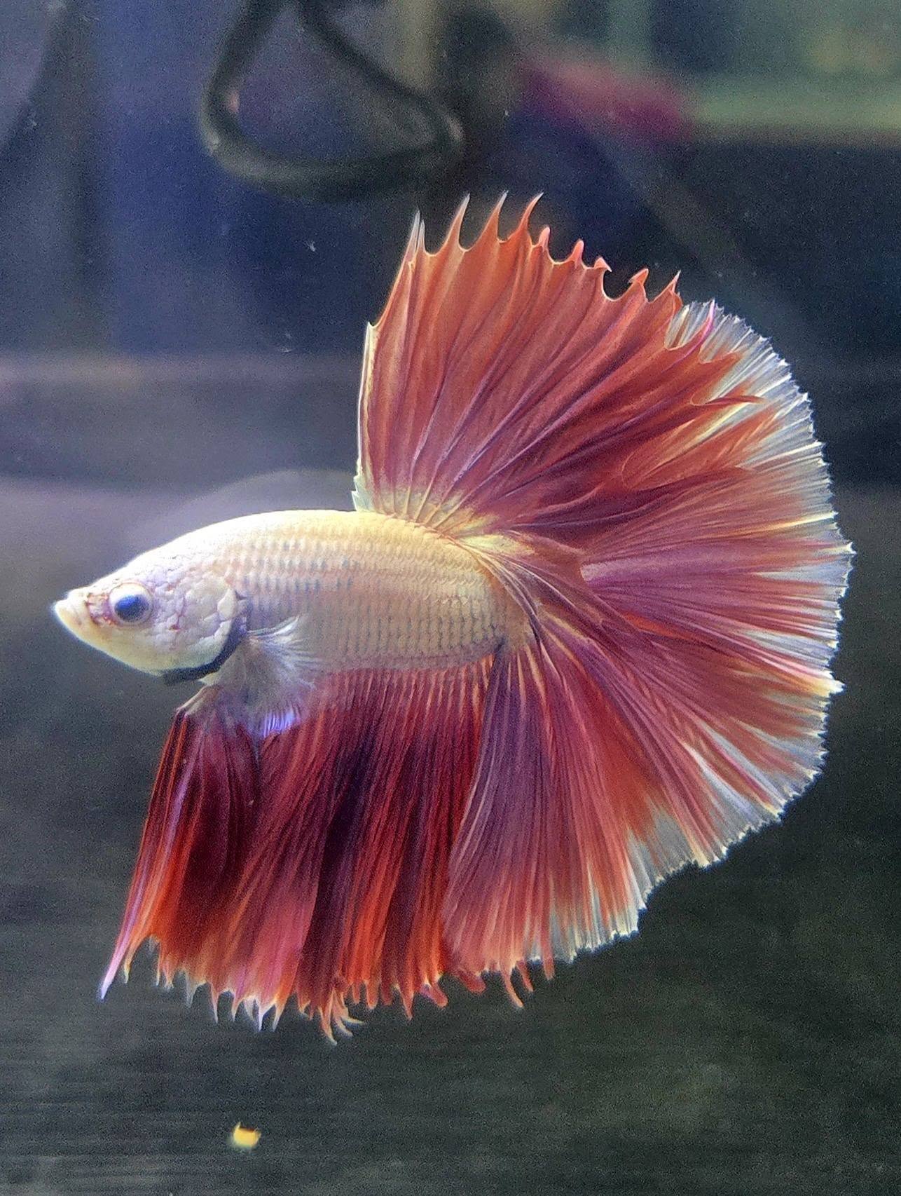 Fighting Fish