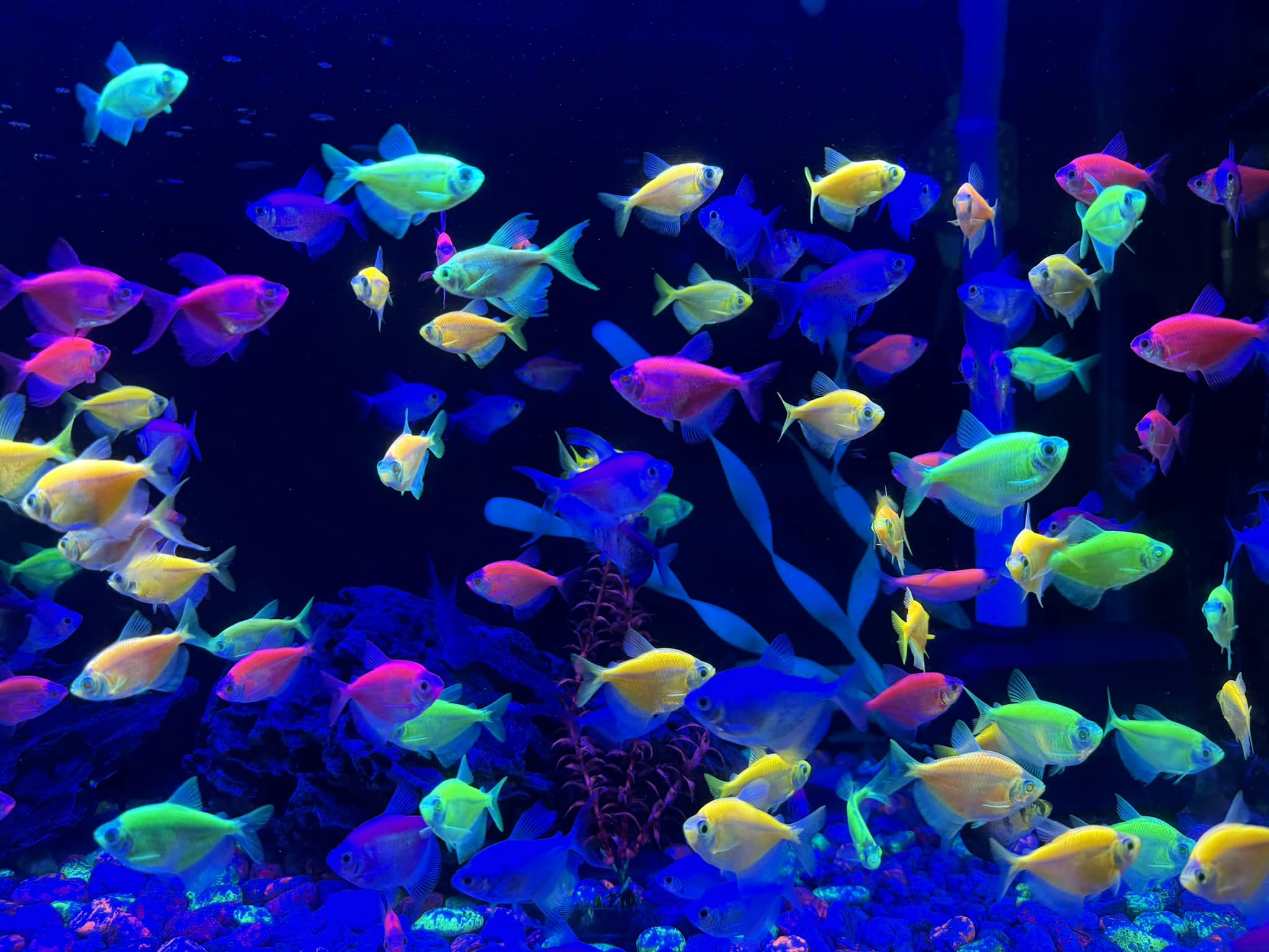Glo Tetra