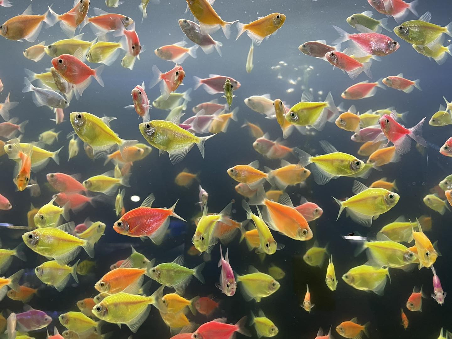 Glo Tetra