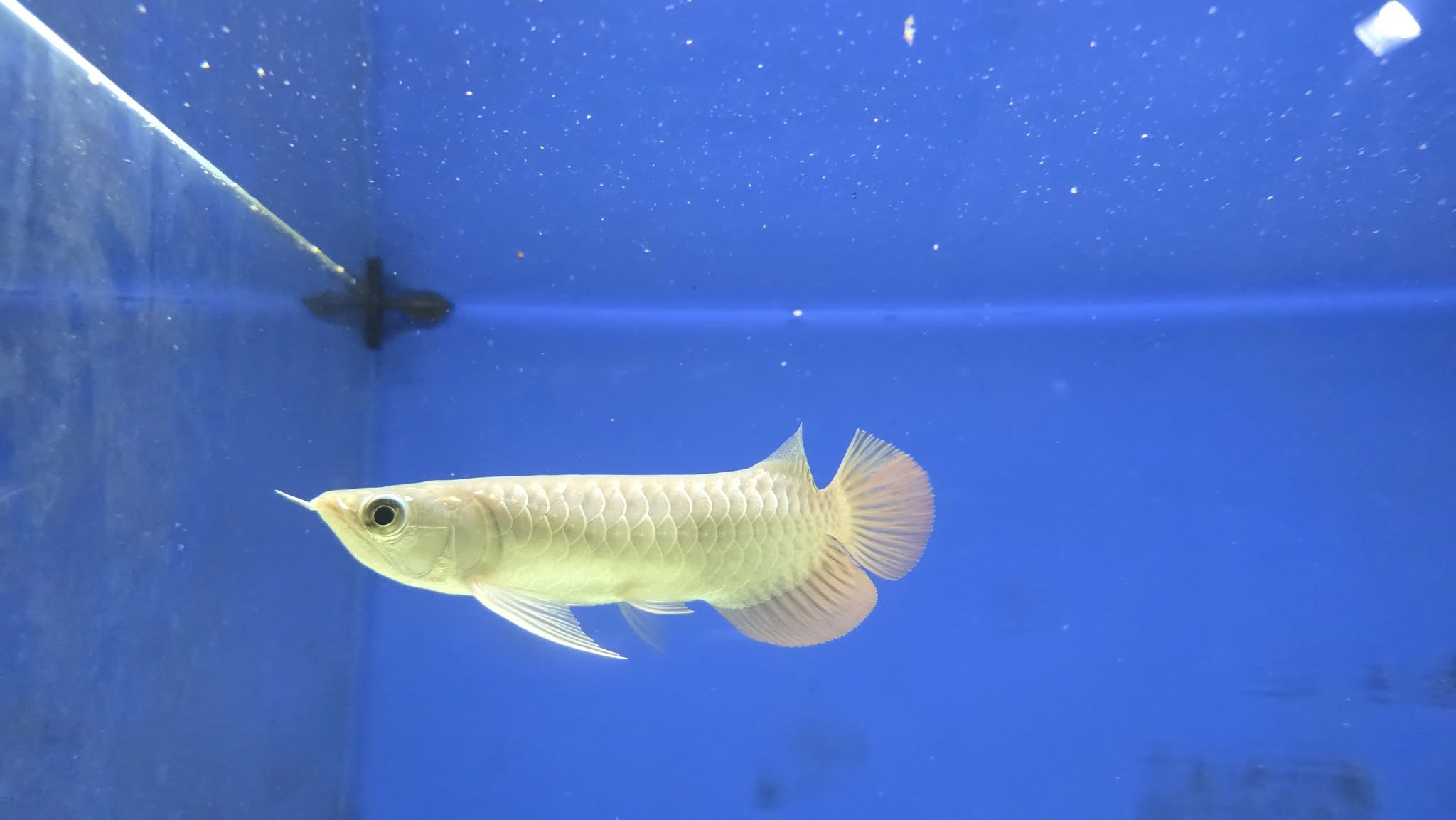 Arowana (Special)