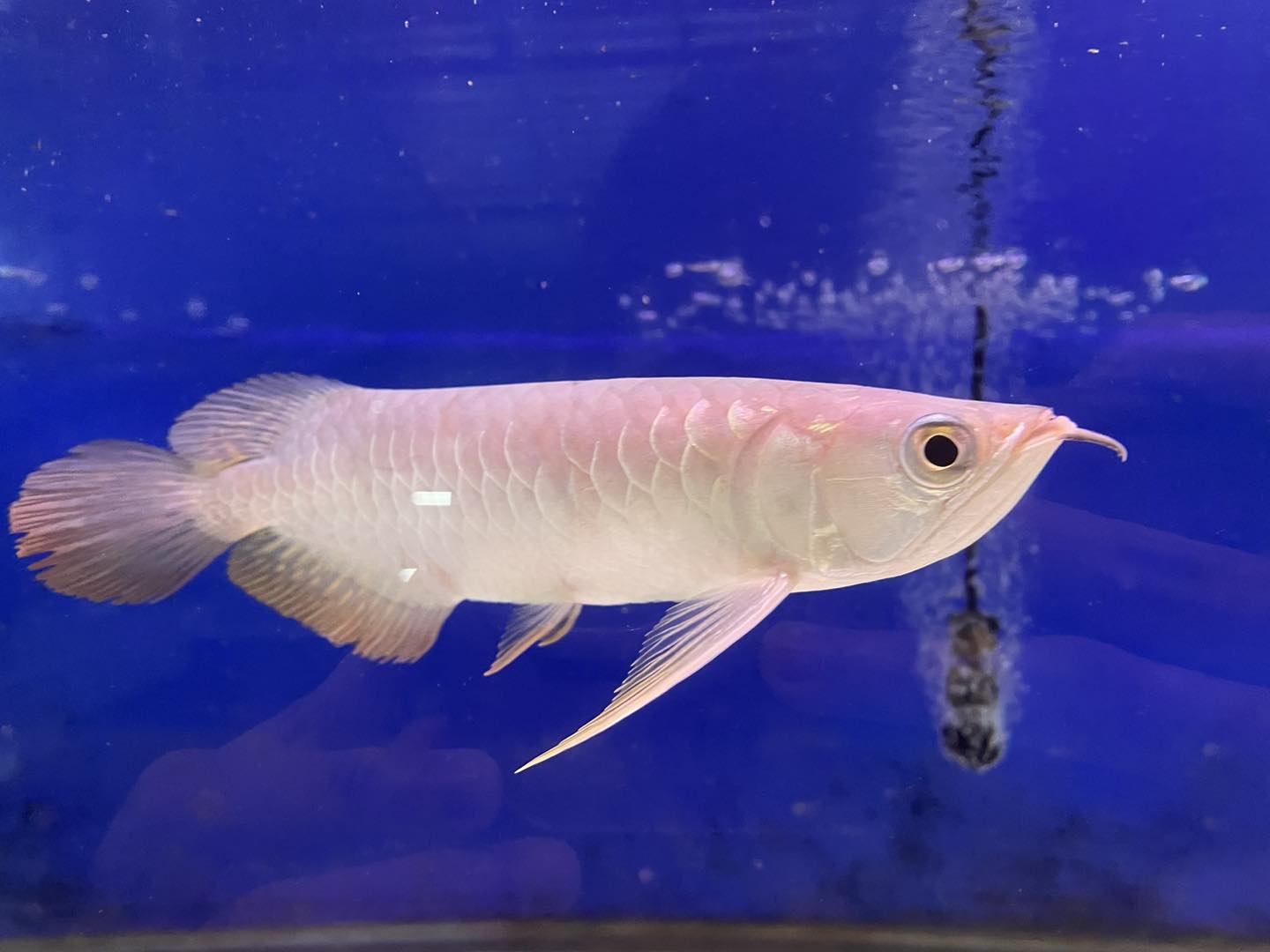 Arowana (Special)
