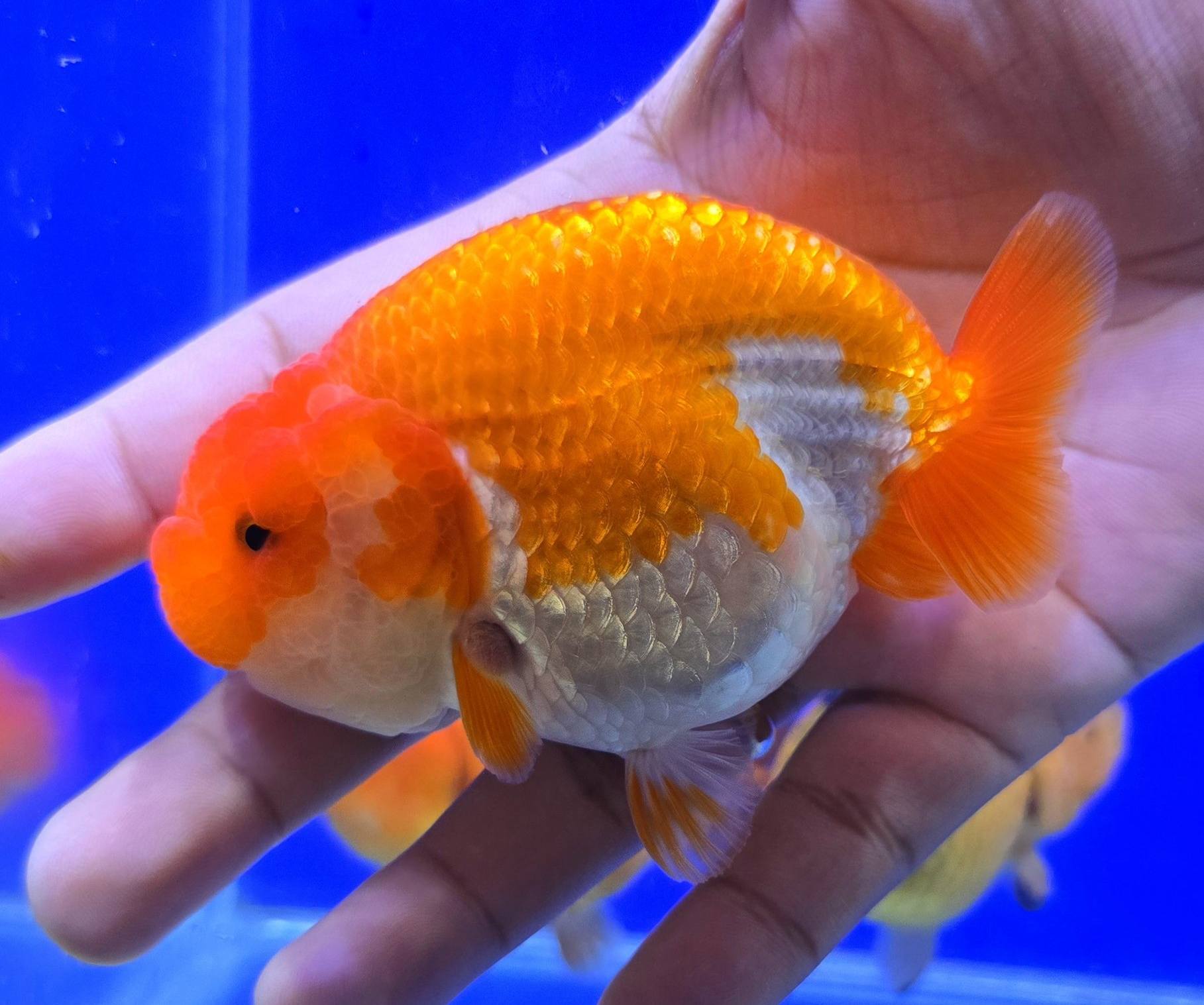 Jesada Ranchu Goldfish