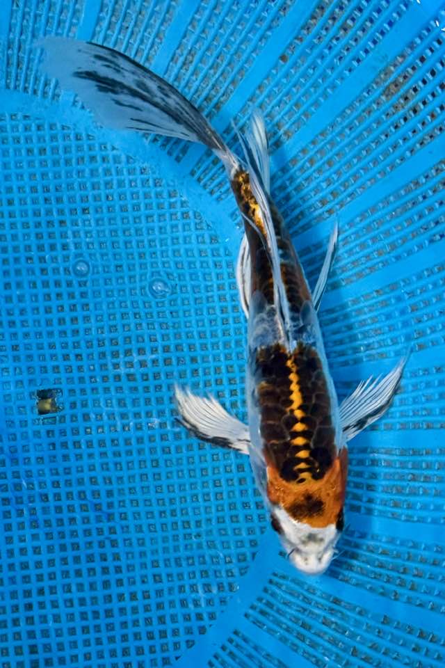 Butterfly Koi