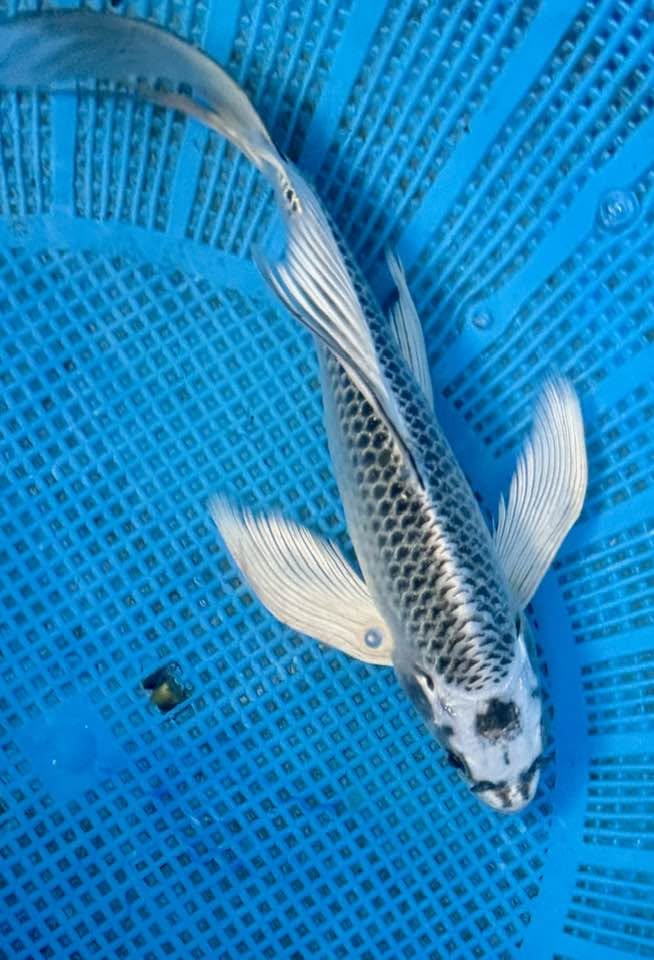 Butterfly Koi