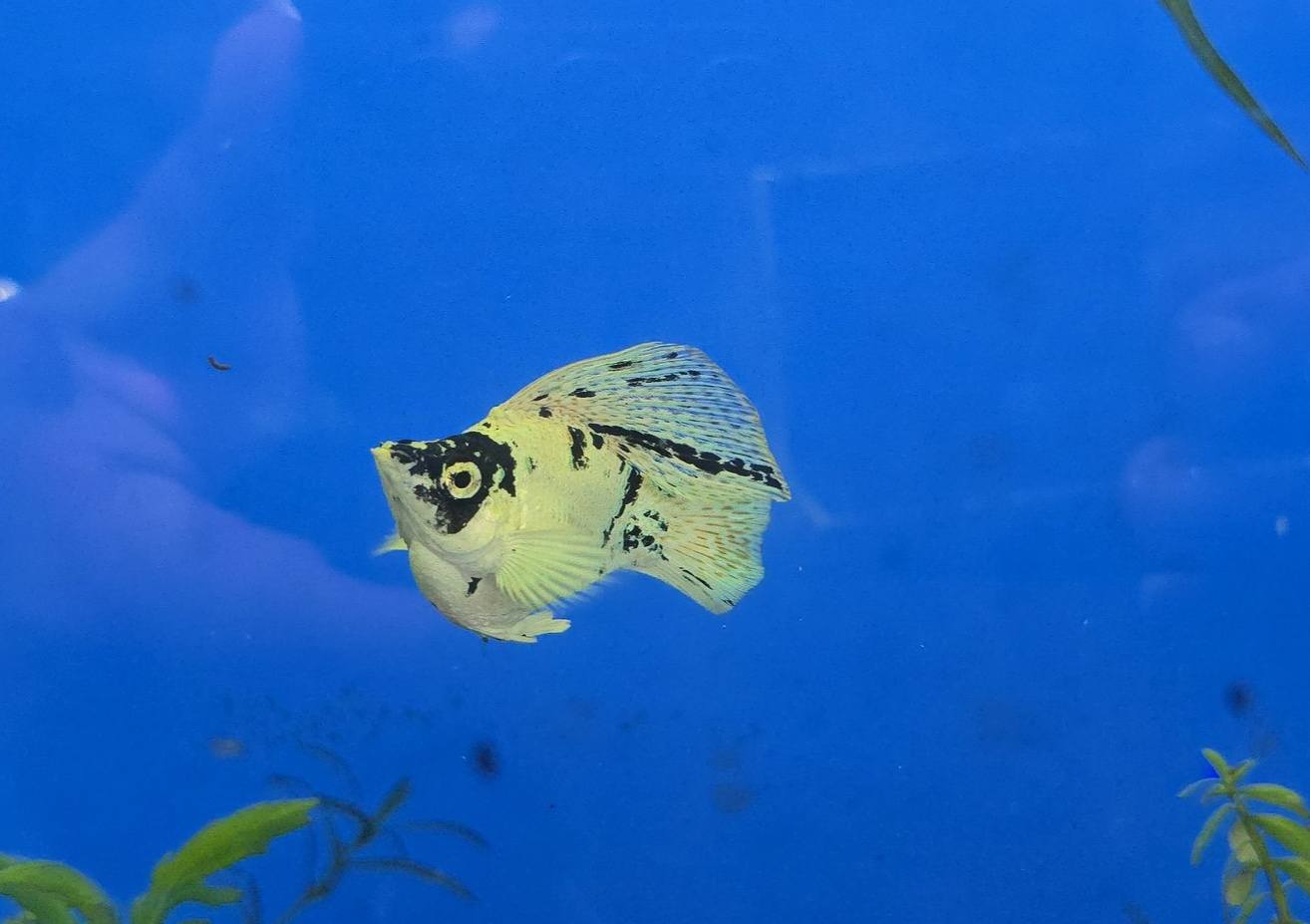 Philippine Balloon Molly