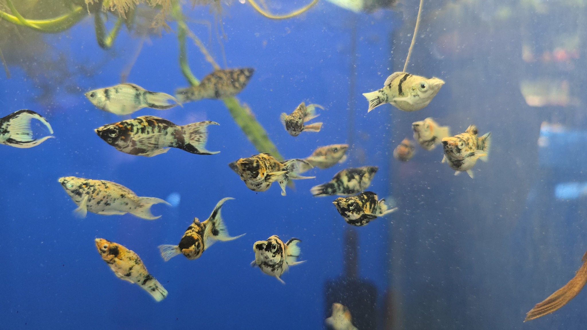 Philippine Balloon Molly