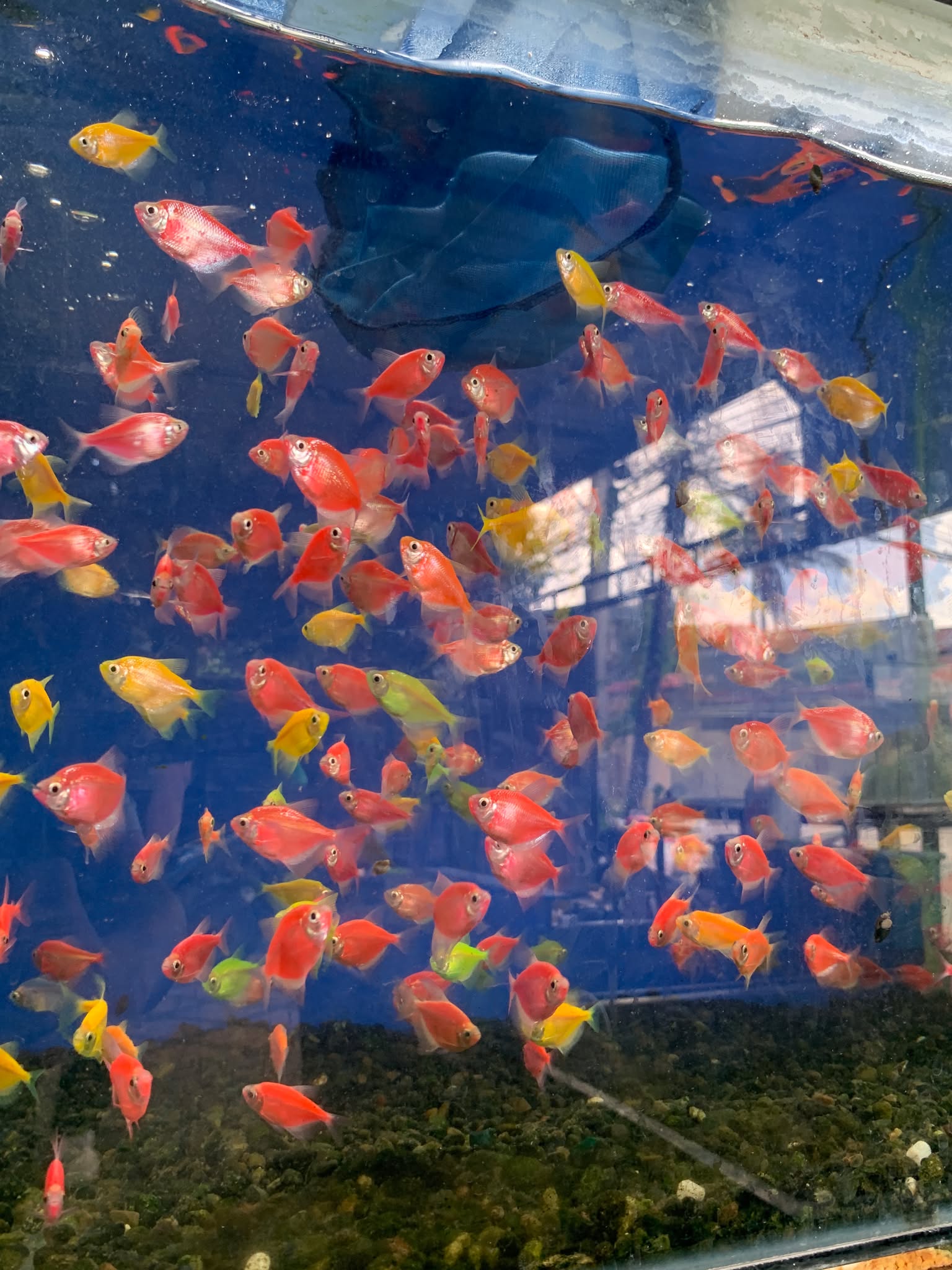 Fish Collection
